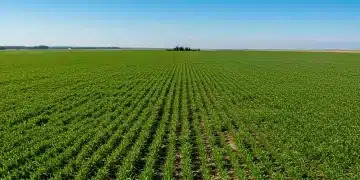 Vast green crop fields under a bright sky, modern farm machinery in the background, symbolizing agricultural prosperity and future growth.
